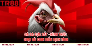 Đá Gà Cựa Sắt - Hình Thức Chọi Gà Kinh Điển Kịch Tính